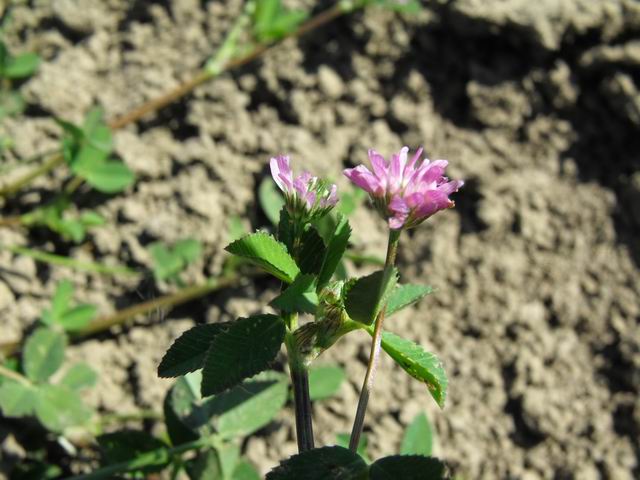 Trifolium resupinatum